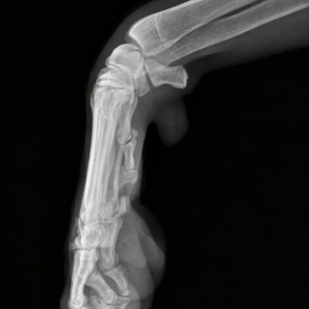 Radiologie și_ortopedie veterinară Radiologie și_ortopedie veterinară