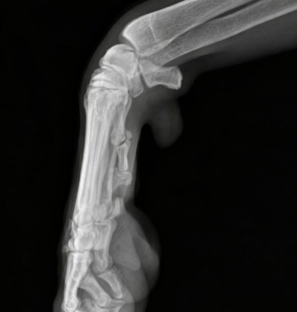 Radiologie și_ortopedie veterinară Radiologie și_ortopedie veterinară