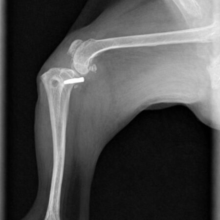 Radiologie_și ortopedie veterinară Radiologie_și ortopedie veterinară